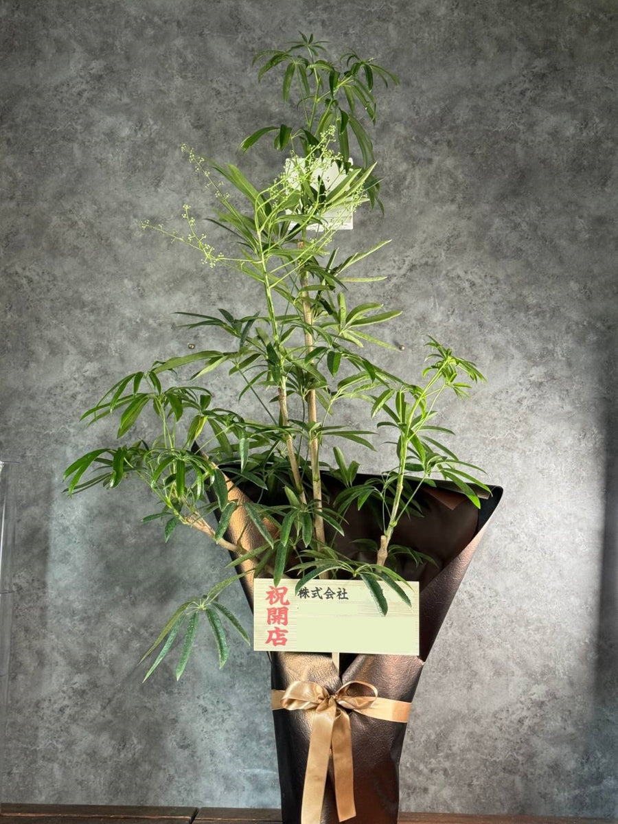 【コメント】観葉植物 gs_1200x1200.jpg?v=1729992826