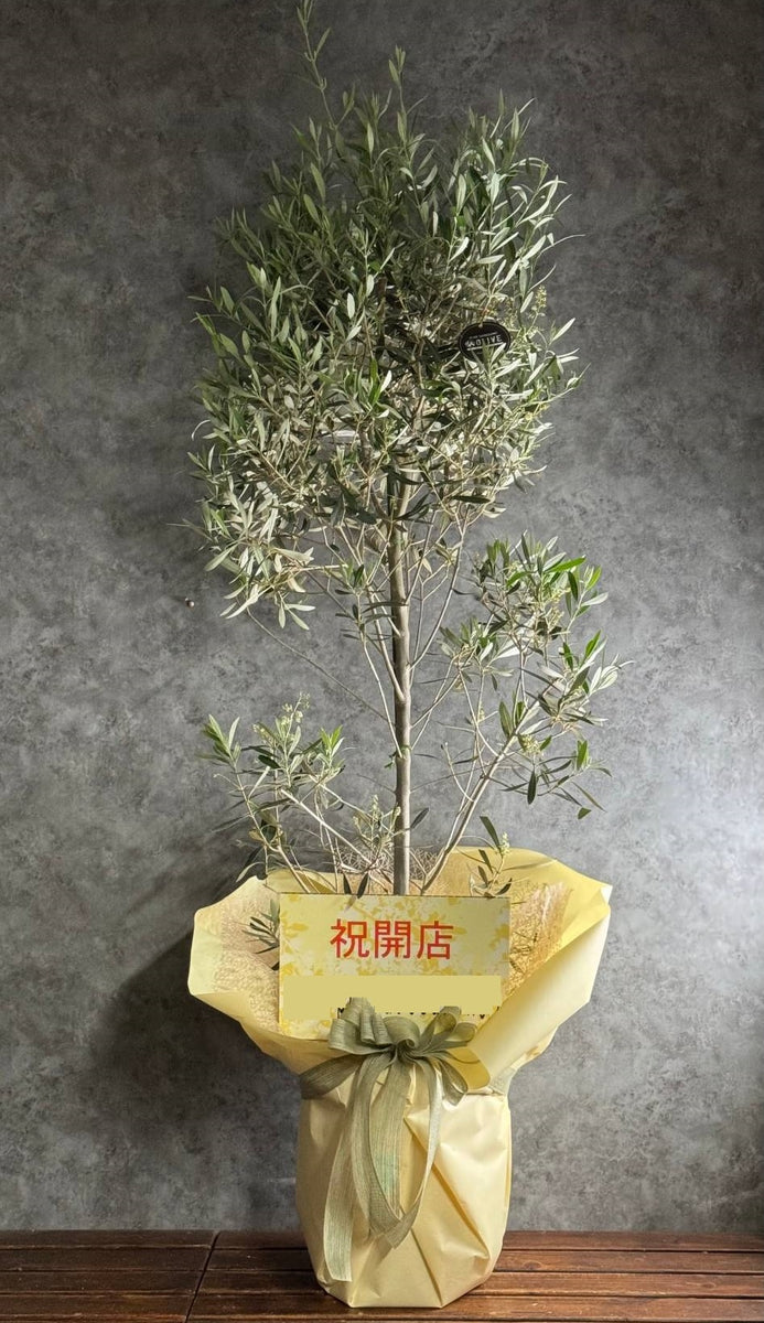 ketjs_1200x1200.jpg?v=1729926583