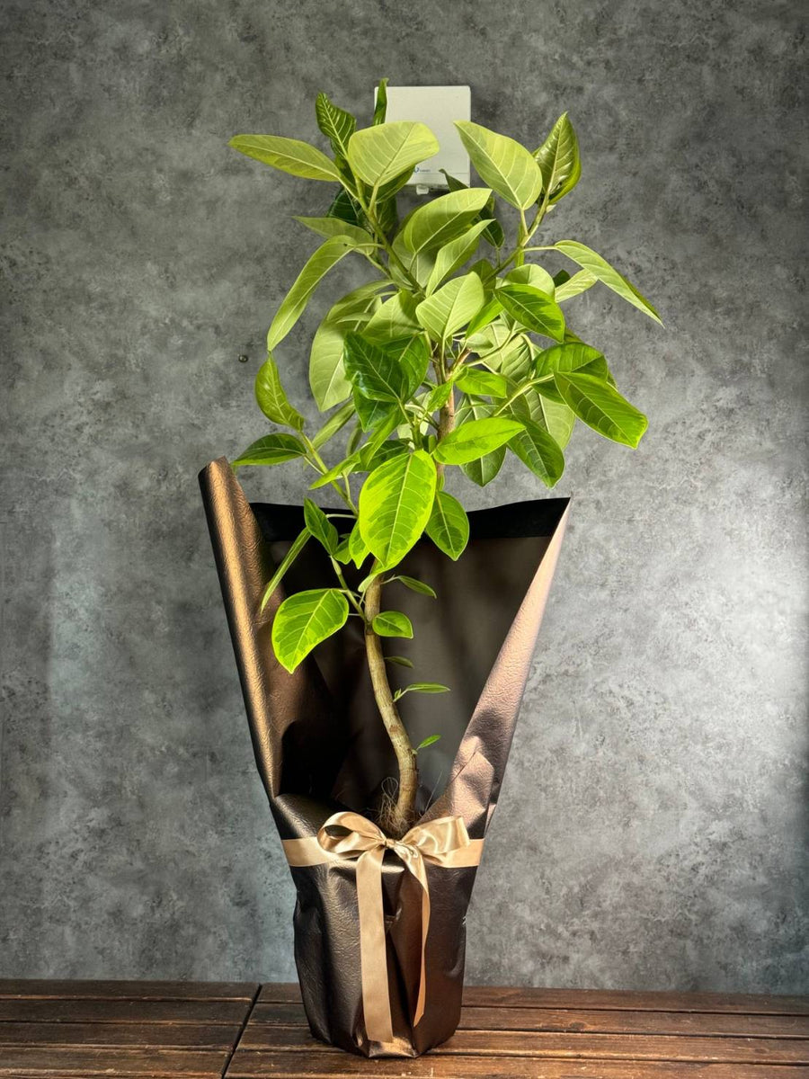 厳選】おまかせ観葉植物 8号鉢