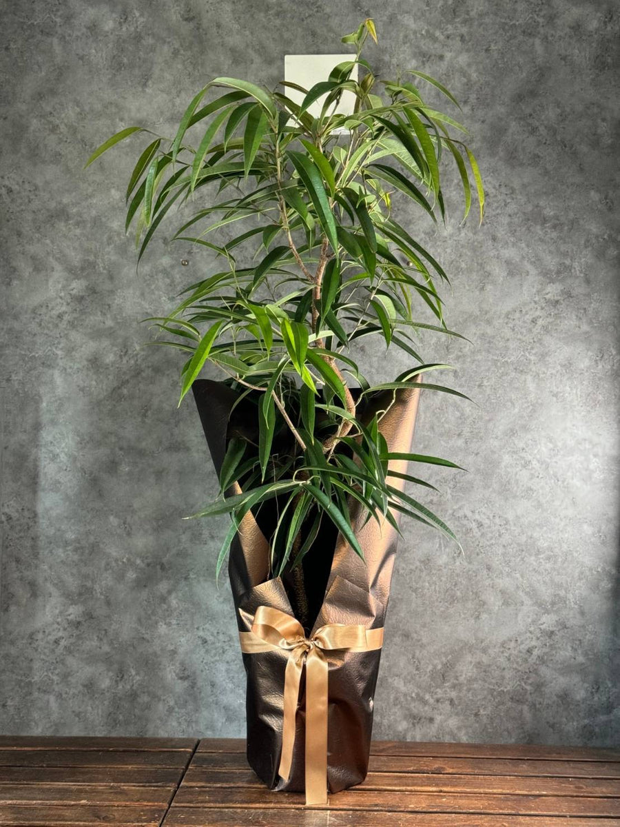厳選】おまかせ観葉植物 8号鉢
