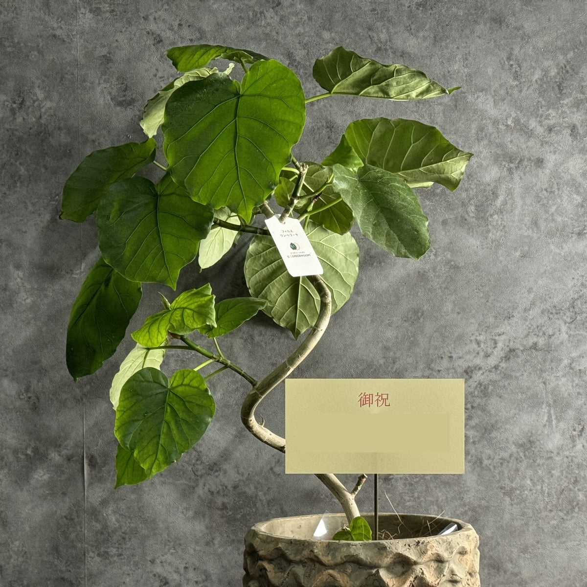 観葉植物 厳選】おまかせ観葉植物 6号鉢