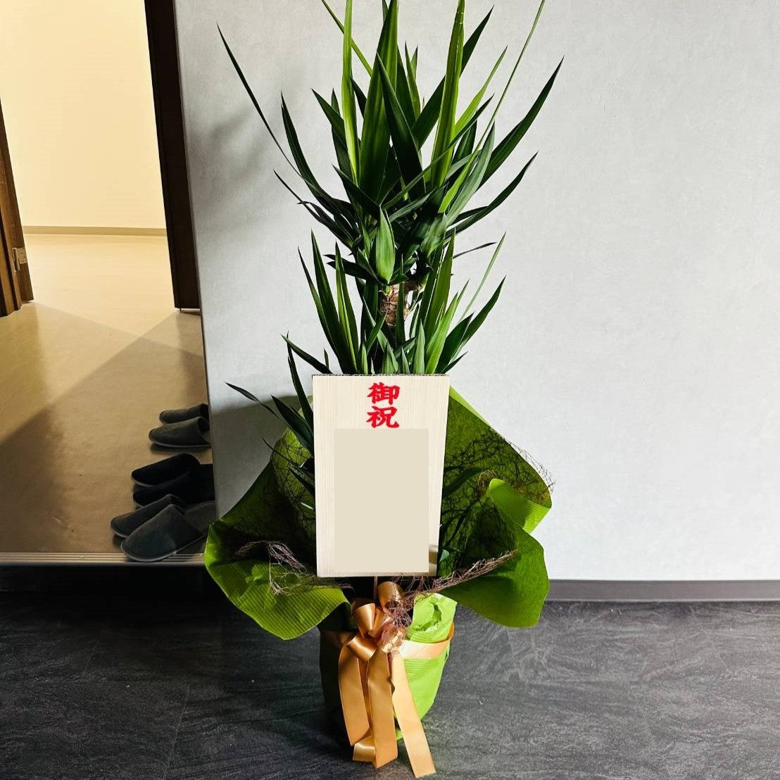 厳選】おまかせ観葉植物 6号鉢