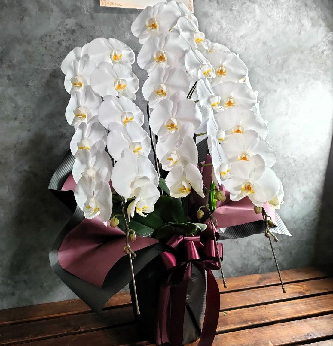 胡蝶蘭3本立ち 36輪以上胡蝶蘭
