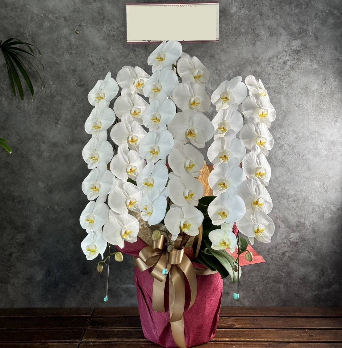 蘭様 3点おまとめ 胡蝶蘭3本立ち 36輪以上胡蝶蘭