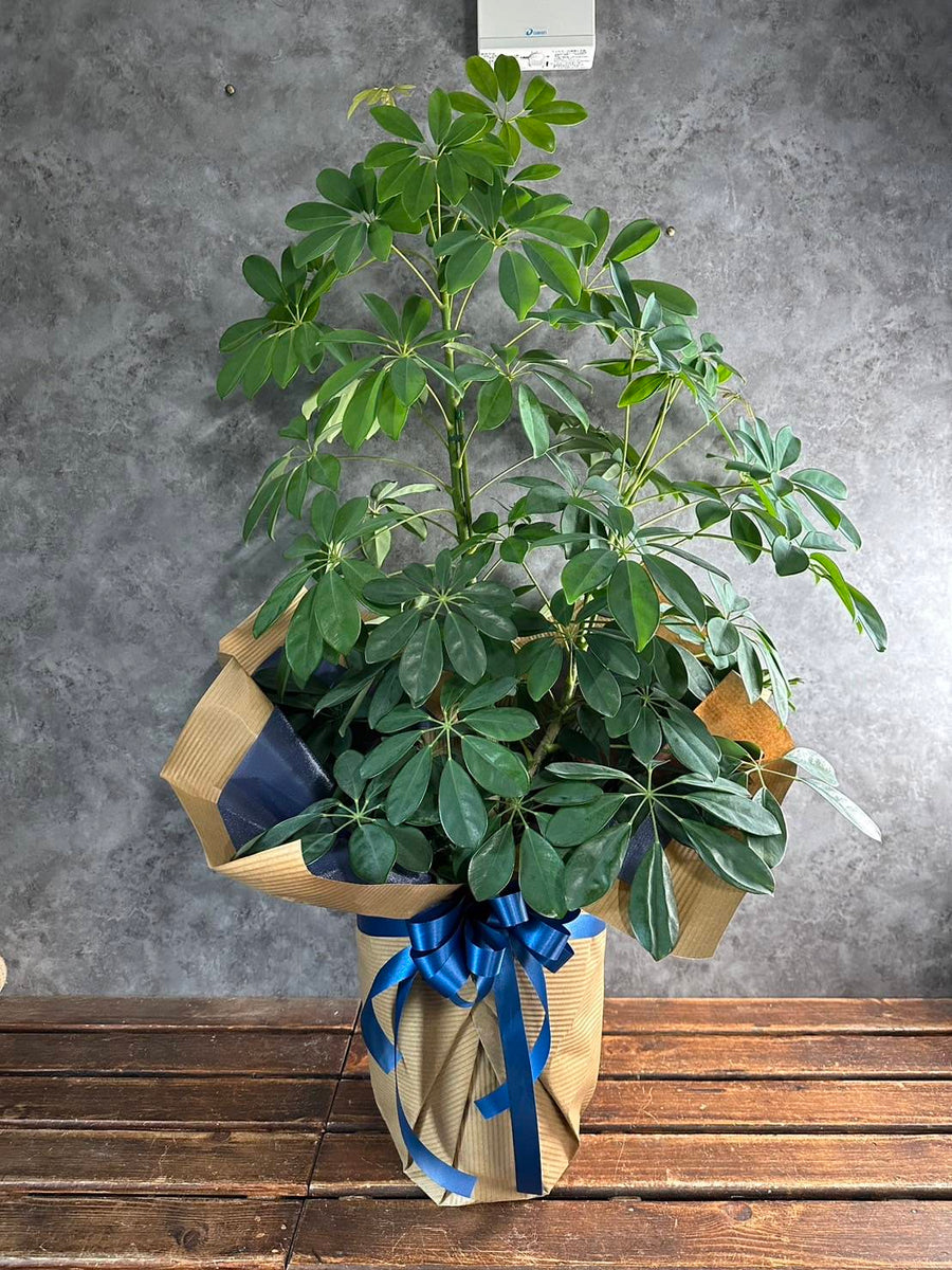 line_oa_chat_241027_162216_120