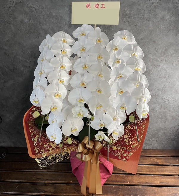 スペシャル｜5本立ち胡蝶蘭 　開花輪40輪以上